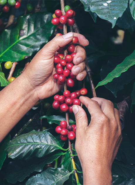 Coffee Quality